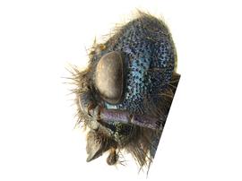   Sirex hispaniola  female gena; photo by H. Goulet, CNC 
